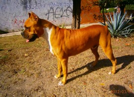 APOLO